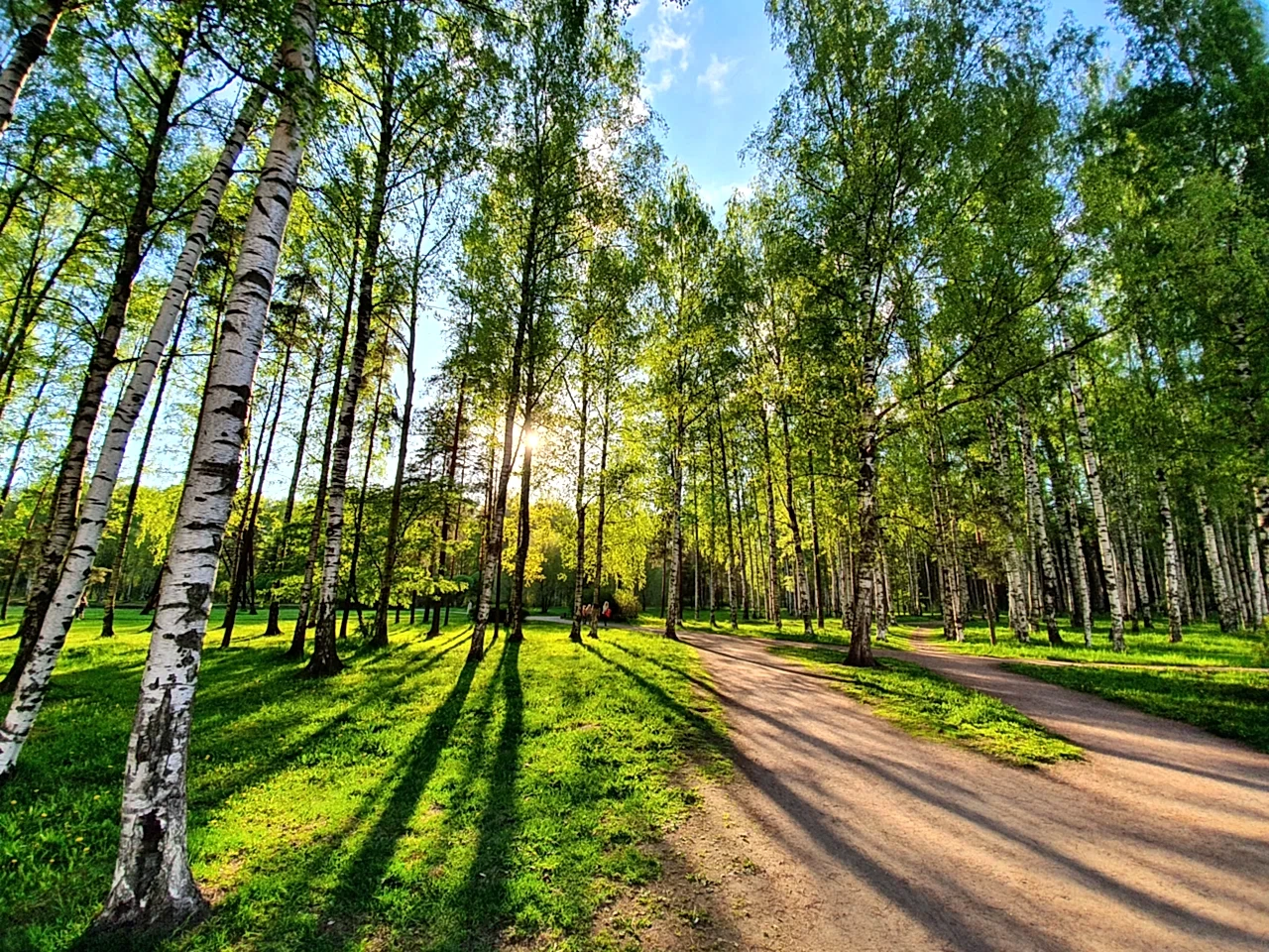 березы в парке сосновка